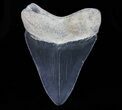 Serrated, Megalodon Tooth - Black Enamel #72820-2